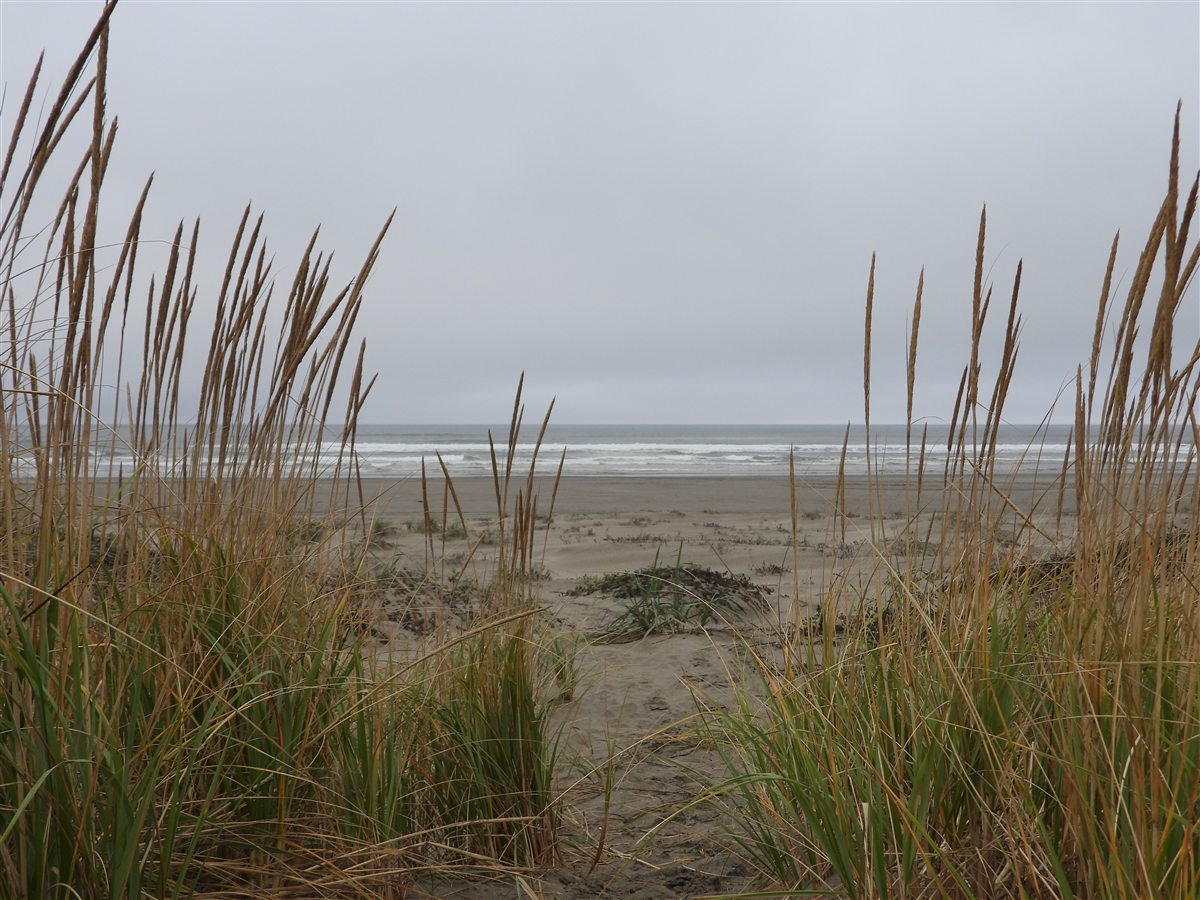 A beach view through the dune grass on an overcast day